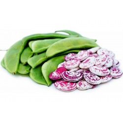 Giant Christmas Lima beans seeds Seeds Gallery - 4