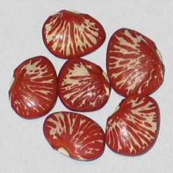 Σπόροι φασόλια ζέβρα (Phaseolus lunatus)  - 4