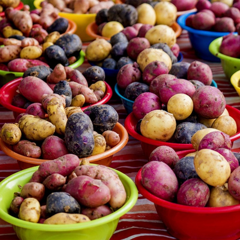 Salute Multi-colored True Potato Seeds  - 6