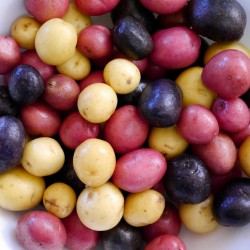 Salute Multi-colored True Potato Seeds  - 4