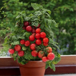 Semillas de tomate enano Vilma  - 2