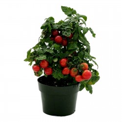Semillas de tomate enano Vilma  - 3
