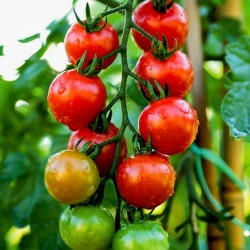 Chadwick Cherry Tomaten Samen  - 1