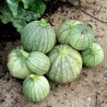 Graines de Courgette RONDE DE NICE  - 1