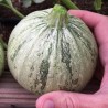 Graines de Courgette RONDE DE NICE  - 2