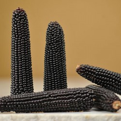 Кукуруза Черный попкорн семена "Dakota" Seeds Gallery - 3