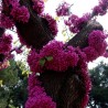 Semillas de Árbol del amor (Cercis siliquastrum) | Price: 1,95 € 🌳🌼🌸🌿🌱🍉