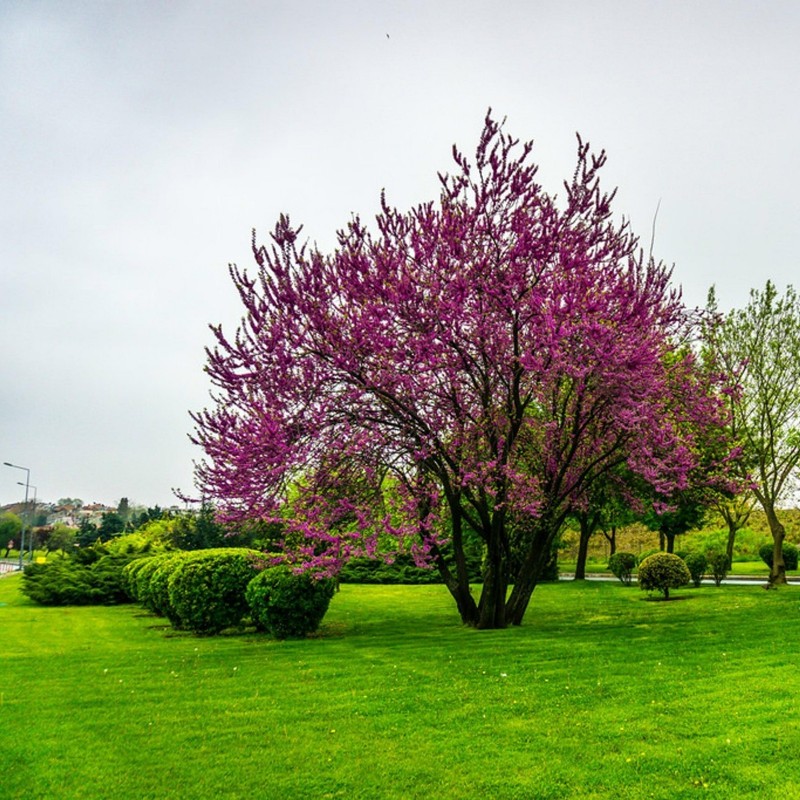 Semillas de Árbol del amor (Cercis siliquastrum) | Price: 1,95 € 🌳🌼🌸🌿🌱🍉