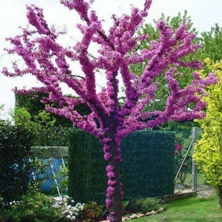 Semi di Albero di Giuda o di Giudea (Cercis siliquastrum) | Price: 1,95 € 🌳🌼🌸🌿🌱🍉