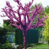 Judas tree Seeds (Cercis siliquastrum) | Price: €1.95 🌳🌼🌸🌿🌱🍉