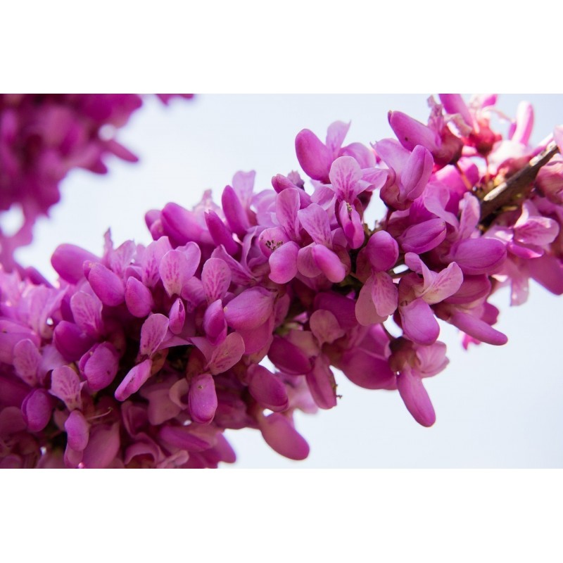 Semillas de Árbol del amor (Cercis siliquastrum) | Price: 1,95 € 🌳🌼🌸🌿🌱🍉