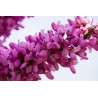 Semi di Albero di Giuda o di Giudea (Cercis siliquastrum) | Price: 1,95 € 🌳🌼🌸🌿🌱🍉