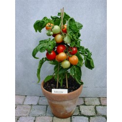 Σπόροι ντομάτας ΜΠΑΛΚΌΝΙ ΑΣΤΈΡΙ  - 1