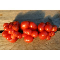 Reisetomate Tomatensamen aus Guatemala Seeds Gallery - 6