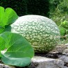 Chilacayote Cucurbita ficfolia φύλλο Gourd σπόρος - 2