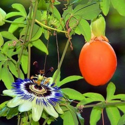 Blue passion flower seed (Passiflora caerulea)  - 2
