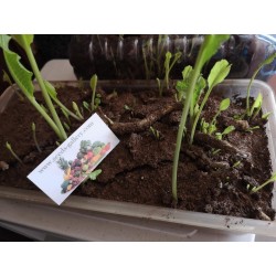 Sementes de Rábano-Bastardo (Armoracia rusticana) Seeds Gallery - 6