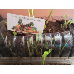 Sementes de Rábano-Bastardo (Armoracia rusticana) Seeds Gallery - 8