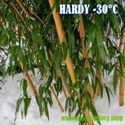 Madake Jätte Bambu Fröer (Phyllostachys bambusoides)  - 3
