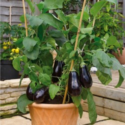 200 Semillas Berenjena Larga Negra (Solanum melongena) seeds