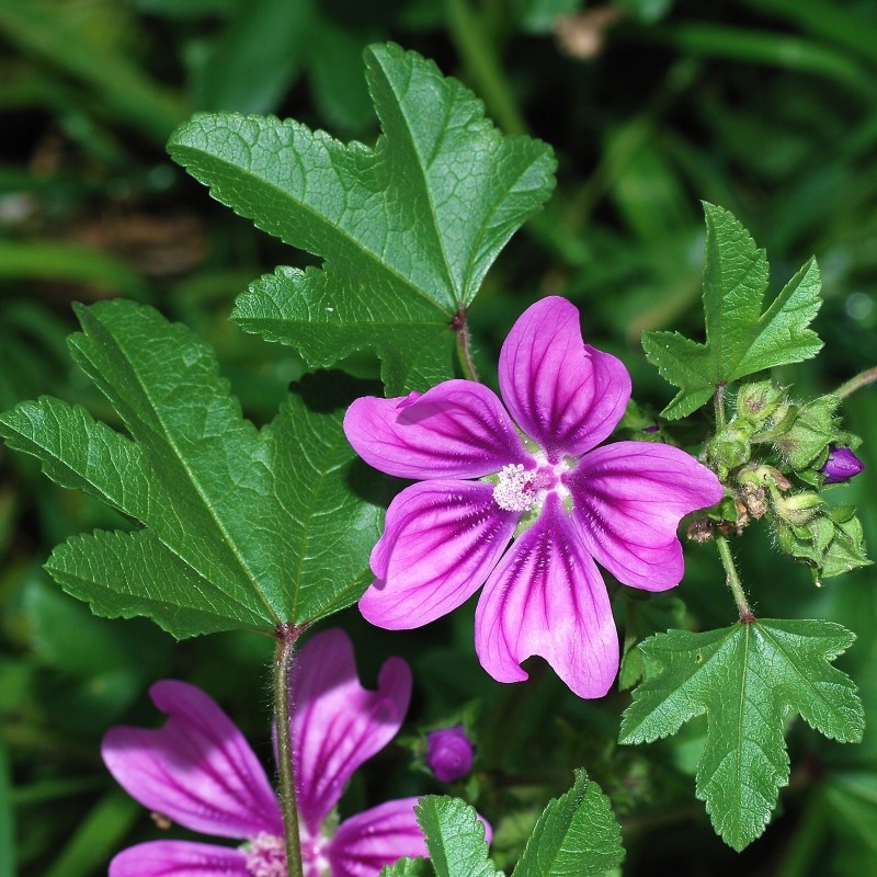 Spóroi molócha - Maláchi i ágria (Malva sylvestris mauritanica) - 3