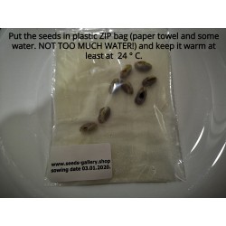 Pistachio Seeds (Pistacia vera) (Antep Pistachio)  - 6