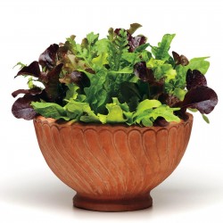 Mischung der besten Salat - Samen  - 2