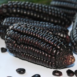 Seme crnog kukuruza Black Aztek Seeds Gallery - 2