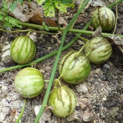 Tzimbalo frön (Solanum caripense)  - 4