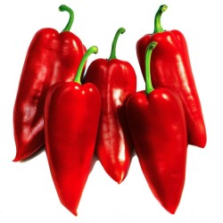1.75 Graines de poivron serbe Prizrenka