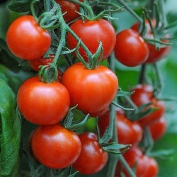 Högkvalitativ hybrida tomatfrön Lider F1  - 2