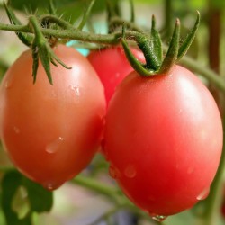 Semillas de auténticas tomate tailandés Sida  - 4