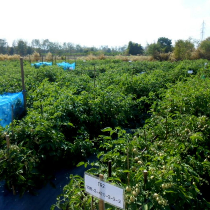 1.85 Semi di pomodoro autentici tailandesi Sida