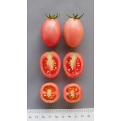 Sida Αυθεντικοί Ταϊλάνδης ντομάτας σπόροι  - 3