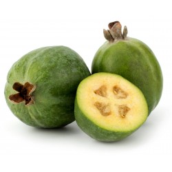 Feijoa, Pineapple Guava Seeds