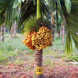 Бетелевая пальма, Арека катеху семена (Areca catechu)  - 1