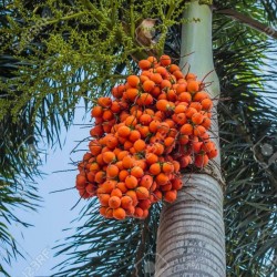 Бетелевая пальма, Арека катеху семена (Areca catechu)  - 2