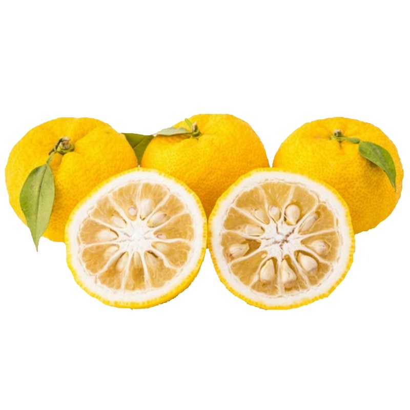 Yuzu Seeds Japanese citrus fruit -20°C (Citrus junos)  - 5