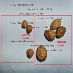 prunus dulcis Amygdalus 5 seeds of almond amara almonds tree seeds var 