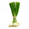 White Lisbon Bunching Onion Seeds (Allium cepa) | Price: 2,20 € 🌳🌼🌸🌿🌱🍉