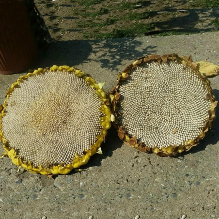 9.95 1000 σπόροι Γίγαντες λευκοί ηλίανθου