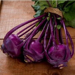 Семена кольраби фиолетовой Вена  - 2