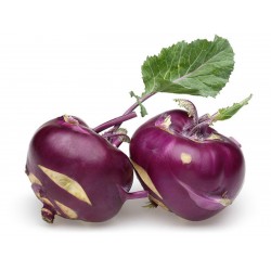 Семена кольраби фиолетовой Вена  - 4