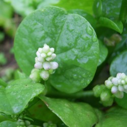 Malabar Spinach, Ceylon Spinach Seeds (Basella alba)  - 3