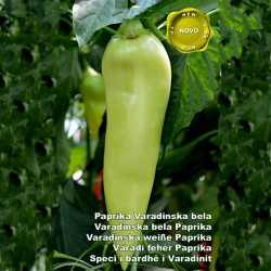 Semi di peperone Varadinska Bianco  - 2