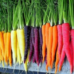 Graines de carotte arc-en-ciel (couleurs mélangées)  - 2