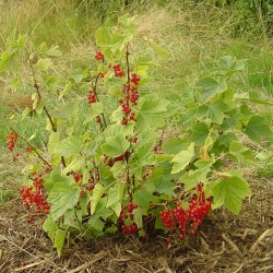 Seme Crvene Ribizle (Ribes rubrum)  - 4