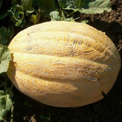 Cerovaca البطيخ بذور الصربية القديمة  - 1
