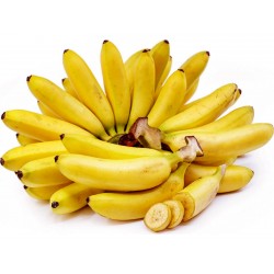 Graines de banane sauvage (Musa balbisiana)  - 6