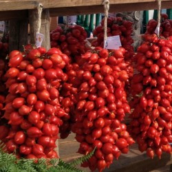Sementes de tomate PRINCIPE BORGHESE  - 2